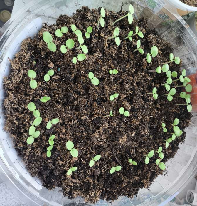 Фотография покупателя товара Семена цветов Пеларгония «Дансер Ред», зональная, 3 шт., «Семена Алтая» - Фото 1