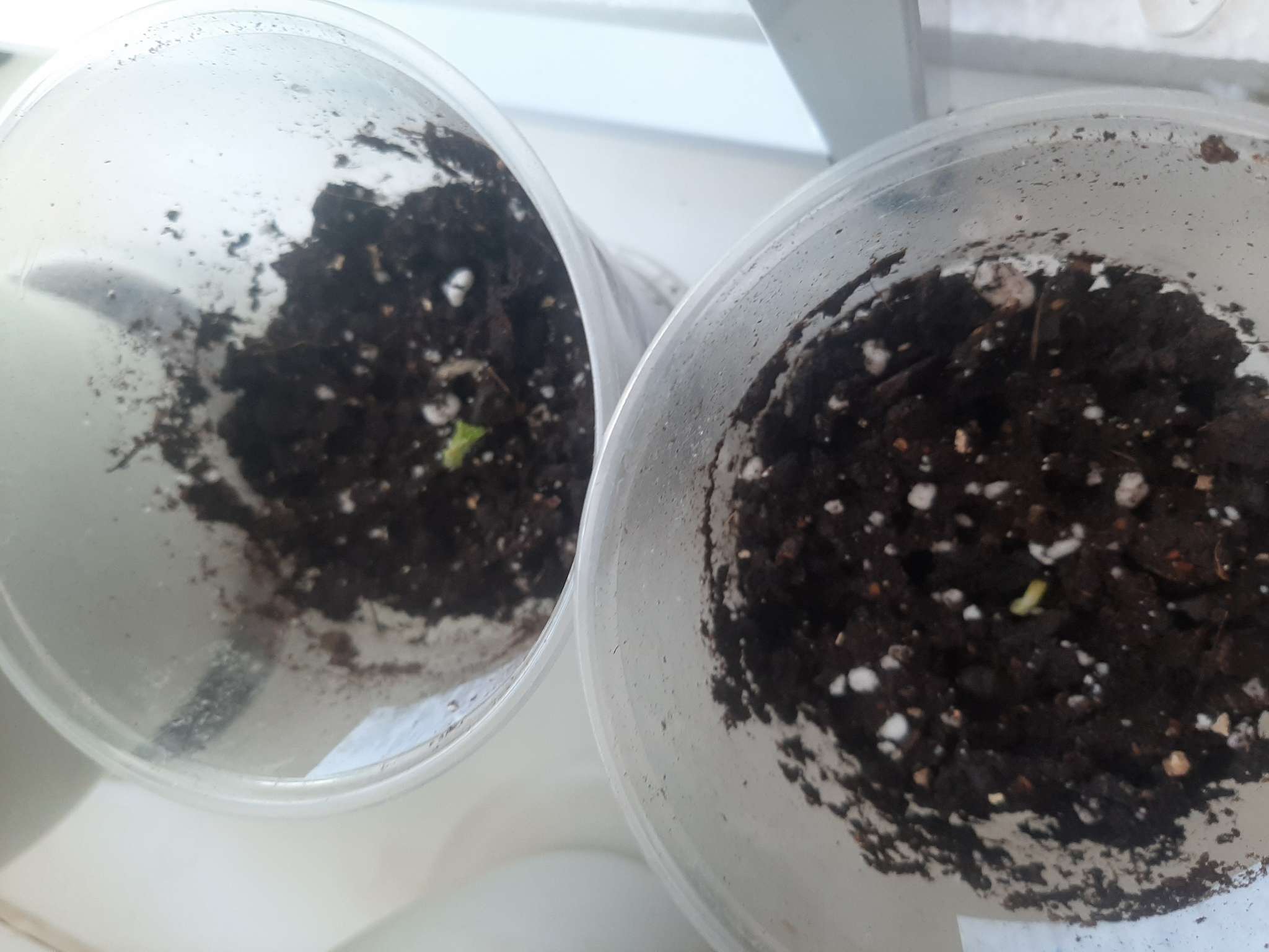 Фотография покупателя товара Семена Горох "Норд Вест", раннеспелый, сахарный, ц/п, 10 г - Фото 1