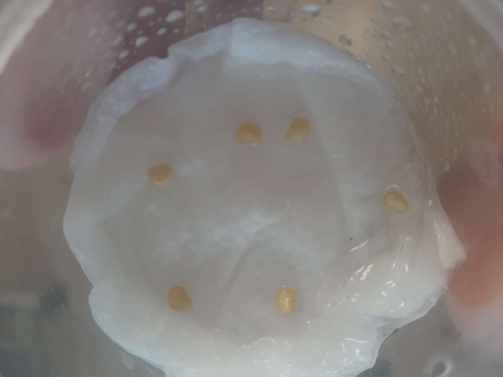 Фотография покупателя товара Семена цветов Перец «Аладдин», декоративный, «Семена Алтая», 0.1 г - Фото 9