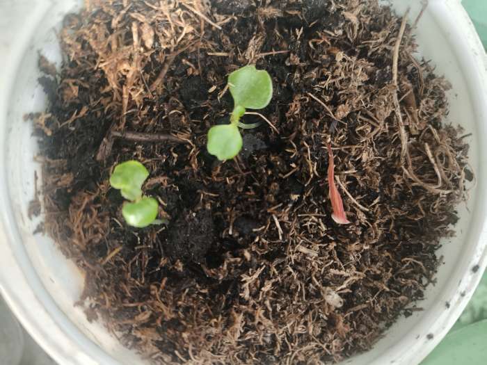 Фотография покупателя товара Семена цветов Бальзамин «Беленс роуз пикоти», 4 шт., «Семена Алтая» - Фото 1