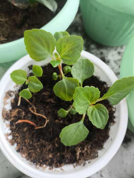 Фотография покупателя товара Семена цветов Бальзамин «Беленс роуз пикоти», 4 шт., «Семена Алтая» - Фото 2