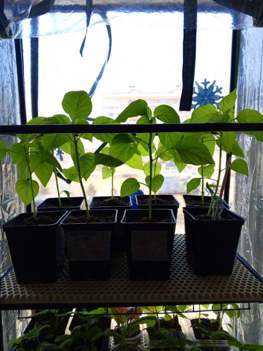 Фотография покупателя товара Парник-стеллаж, 4 полки, 105 × 24 × 46 см, металлический каркас d = 12 мм, чехол плёнка 80 мкм, Greengo - Фото 3