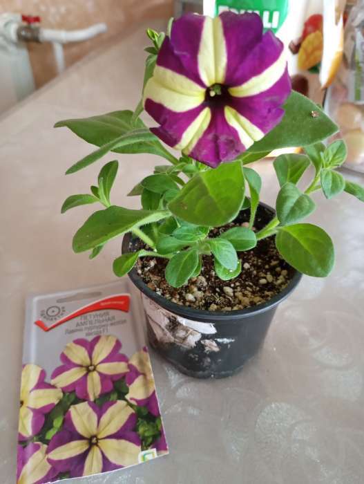 Фотография покупателя товара Семена цветов Петуния ампельная «Лавина Пурпурно-желтая Звезда», F1, 10 шт., «ПОИСК» - Фото 10