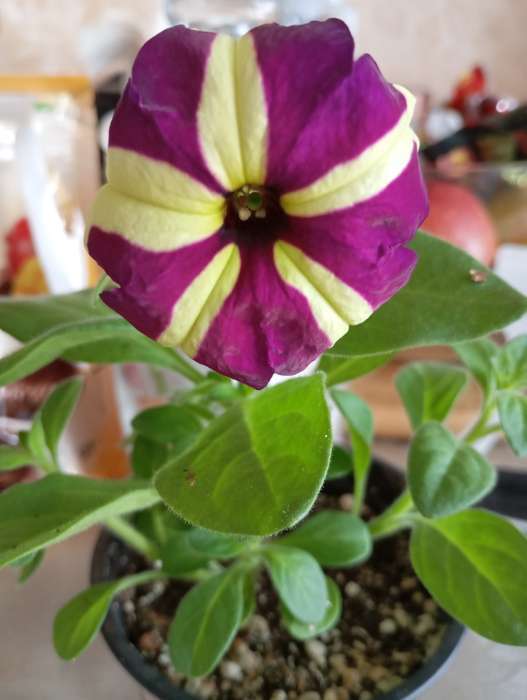 Фотография покупателя товара Семена цветов Петуния ампельная «Лавина Пурпурно-желтая Звезда», F1, 10 шт., «ПОИСК» - Фото 11