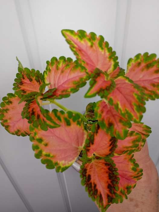 Фотография покупателя товара Семена комнатных цветов Колеус "Коралловый Восход", ц/п, 5 шт - Фото 4