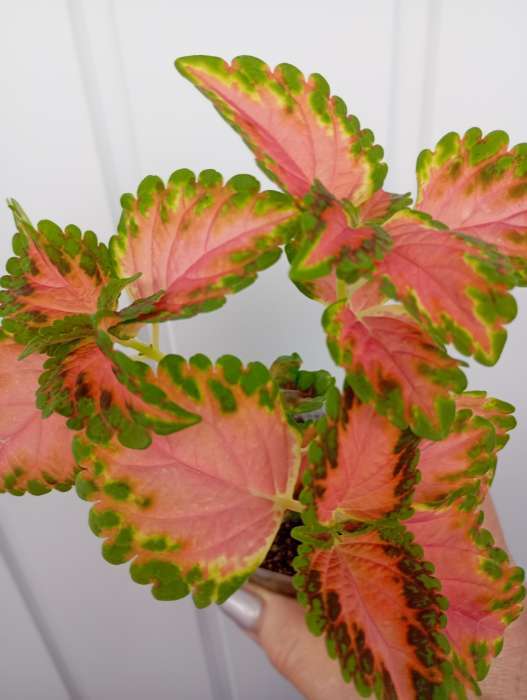 Фотография покупателя товара Семена комнатных цветов Колеус "Коралловый Восход", ц/п, 5 шт - Фото 5