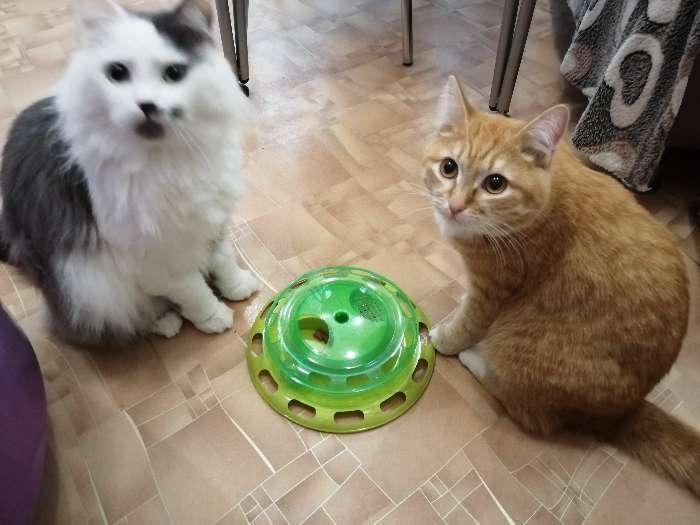 Фотография покупателя товара Игровой комплекс для кошек "Пижон" с отсеками для лакомств/кошачьей мяты и шариком, зелёный - Фото 5