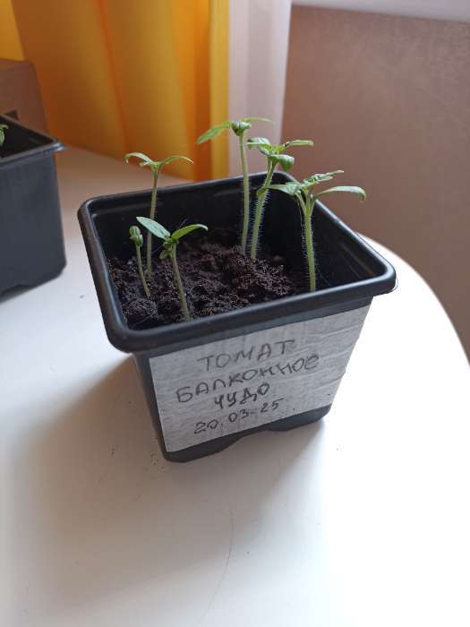 Фотография покупателя товара Набор для рассады: стаканы по 320 мл (18 шт.), поддон 51×26 см, Greengo - Фото 5