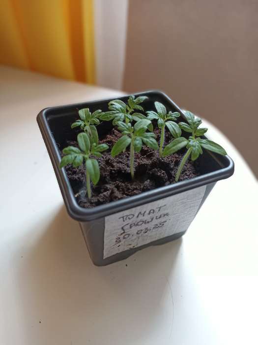 Фотография покупателя товара Набор для рассады: стаканы по 320 мл (18 шт.), поддон 51×26 см, Greengo - Фото 2