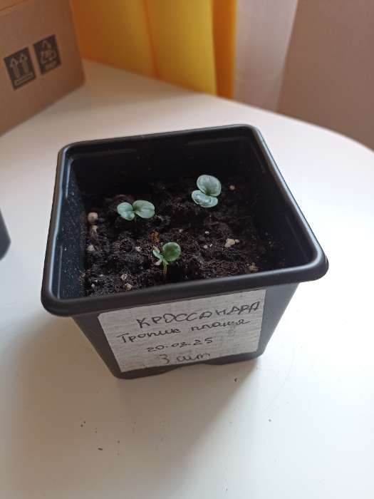 Фотография покупателя товара Набор для рассады: стаканы по 320 мл (18 шт.), поддон 51×26 см, Greengo - Фото 3