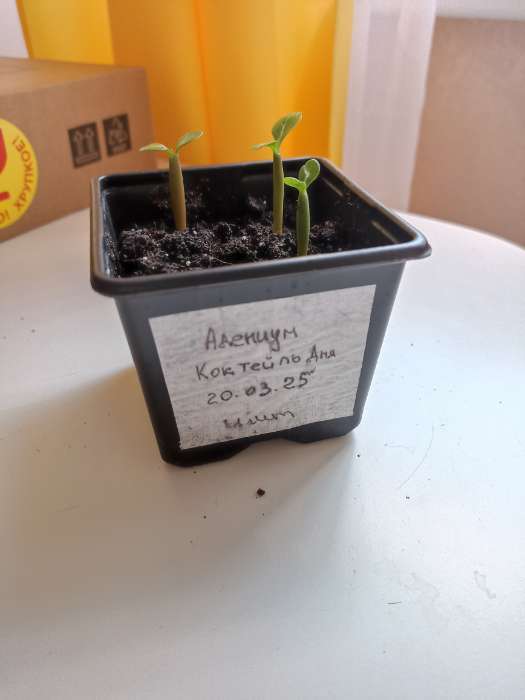 Фотография покупателя товара Набор для рассады: стаканы по 320 мл (18 шт.), поддон 51×26 см, Greengo - Фото 4