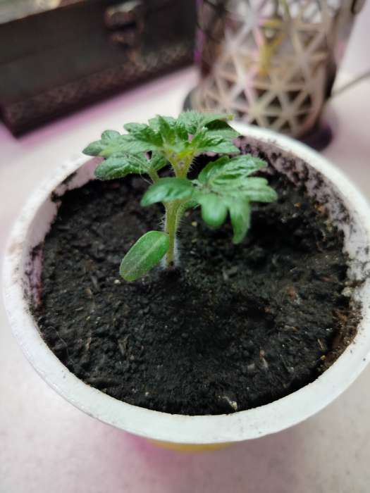 Фотография покупателя товара Семена Томат "Синичка", очень ранний, детерминантный,низкорослый, 0,05 г - Фото 1