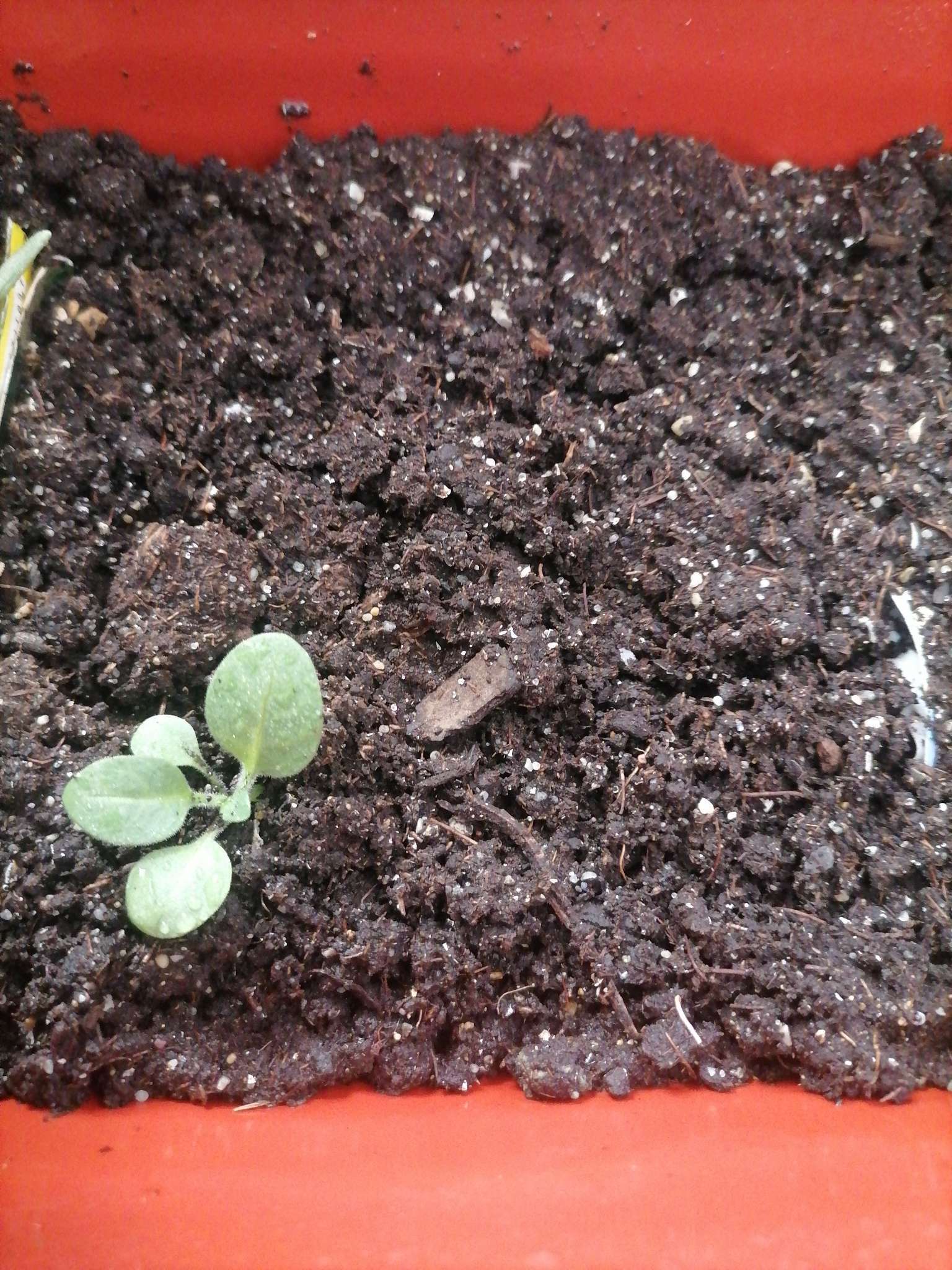 Фотография покупателя товара Семена цветов Петуния супертуния "Парпл вейн", F1, 6 шт - Фото 6