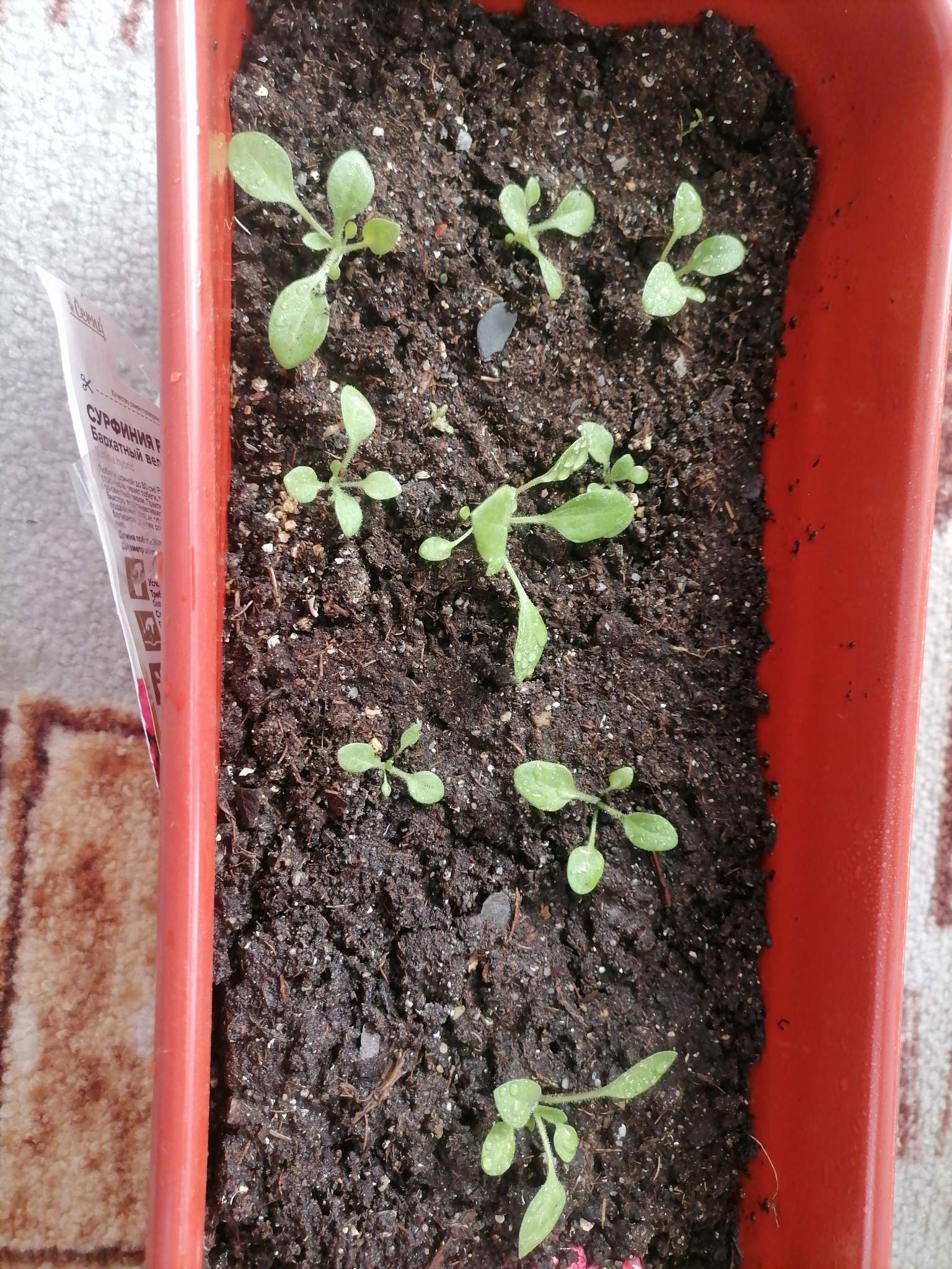 Фотография покупателя товара Семена Сурфиния "Бархатный вельвет", ц/п,  F1, 5 шт. - Фото 1