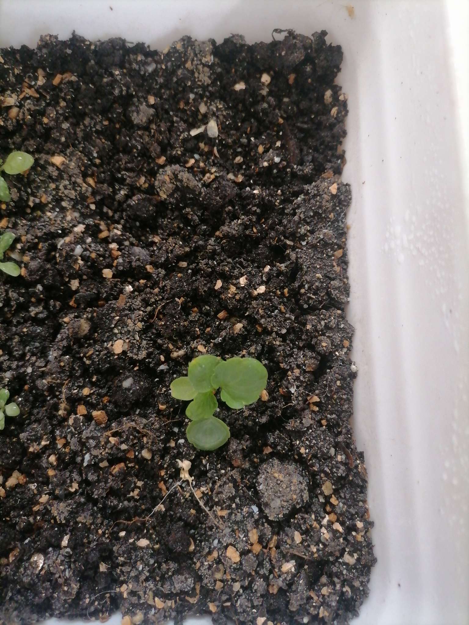 Фотография покупателя товара Семена Цветов Виола «Кул Вейв Лемон», F1, 5 шт., «Агросидстрейд» - Фото 3