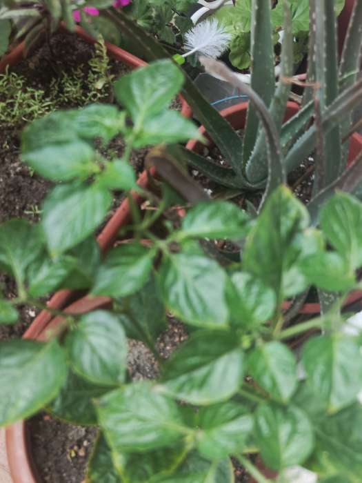 Фотография покупателя товара Семена Перец китайский слабоострый "Бикиньо желтый", Шкала Сковилла, 7 шт - Фото 2