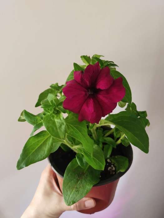 Фотография покупателя товара Семена цветов  Петуния Суперкаскадная "Бургунди", ц/п,  F1, 7 шт - Фото 9