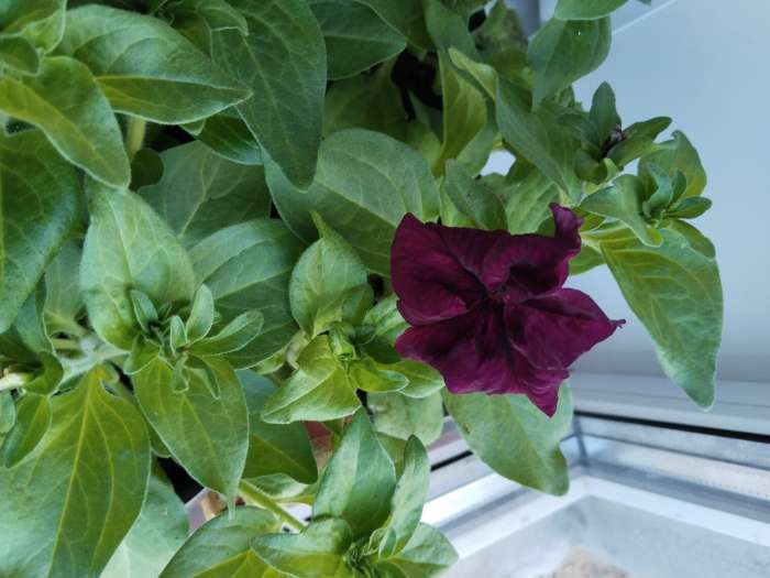 Фотография покупателя товара Семена цветов  Петуния Суперкаскадная "Бургунди", ц/п,  F1, 7 шт - Фото 10