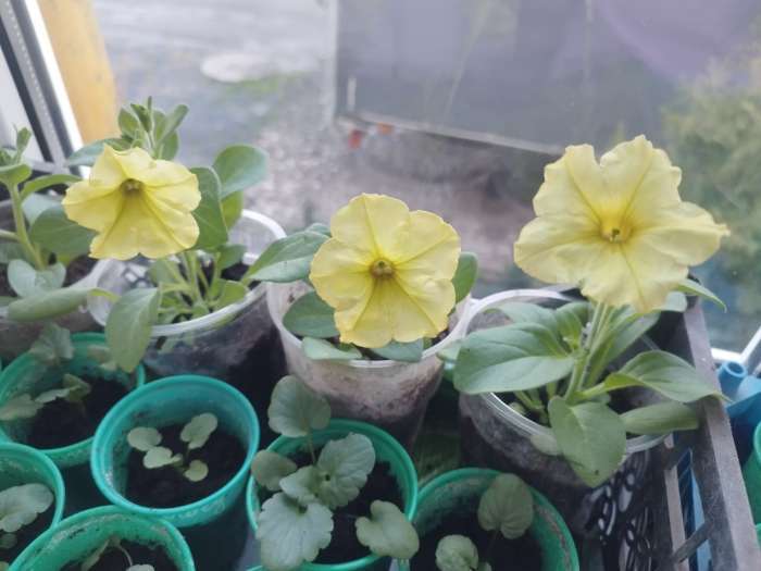 Фотография покупателя товара Семена цветов Петуния ампельная "Лавина Жёлтый каприз F1", 0,01 г. в амп. - Фото 1