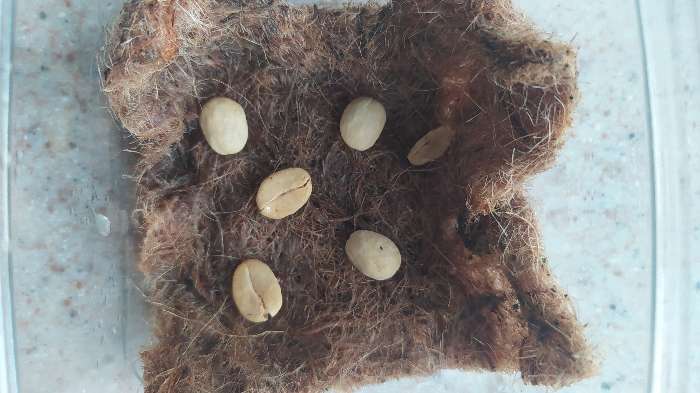 Фотография покупателя товара Семена цветов Кофе "Арабика ", 5 шт. - Фото 9