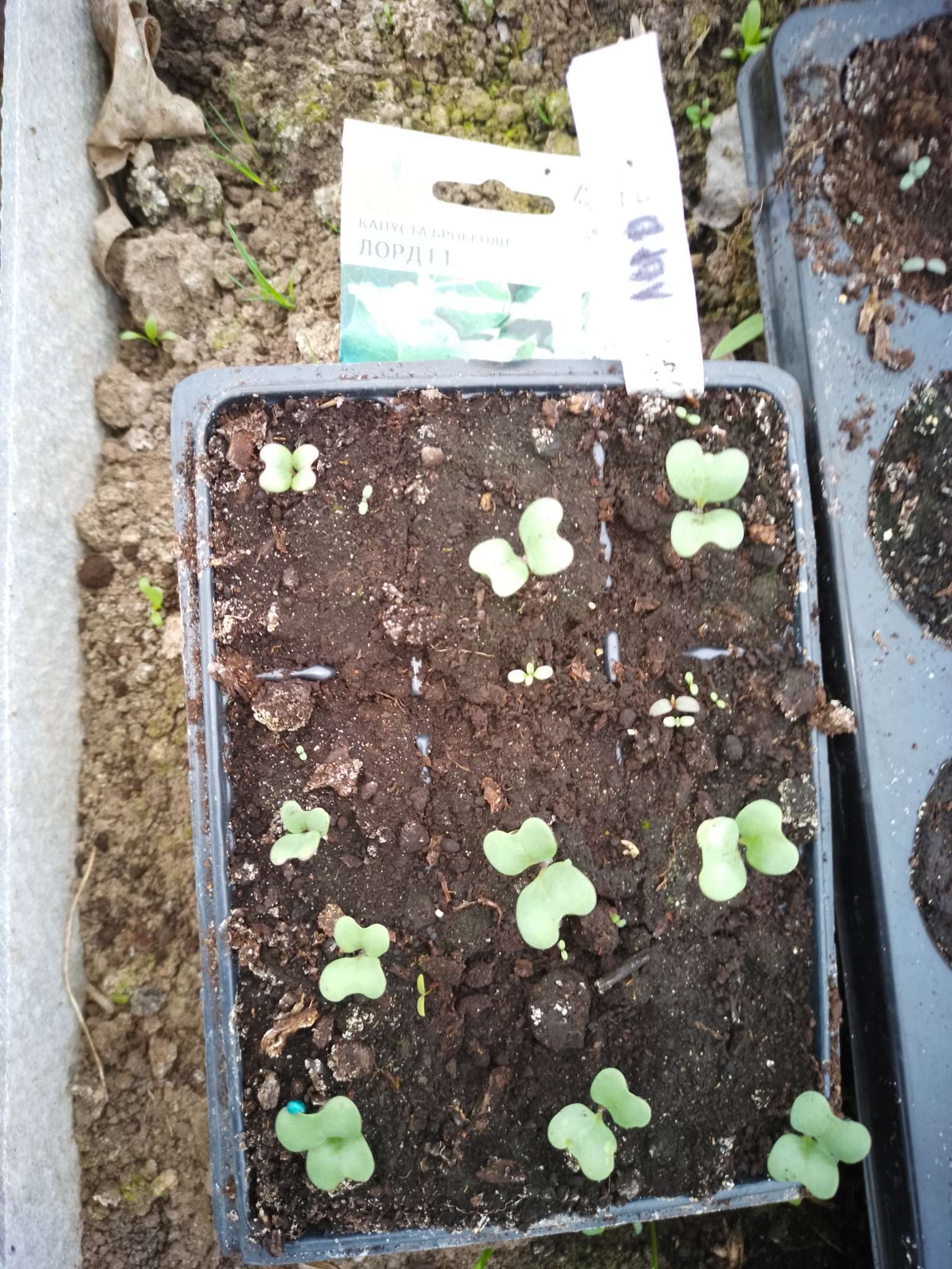 Фотография покупателя товара Семена Брокколи, «Лорд», F1, 10 шт., Seminis, «Агрос» - Фото 1