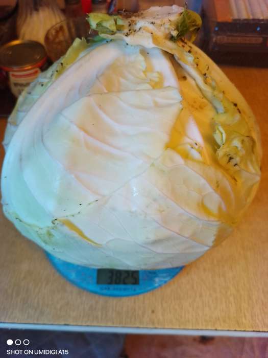 Фотография покупателя товара Семена Капусты белокочанной "Сибирский Гигант", 0,3 г - Фото 4