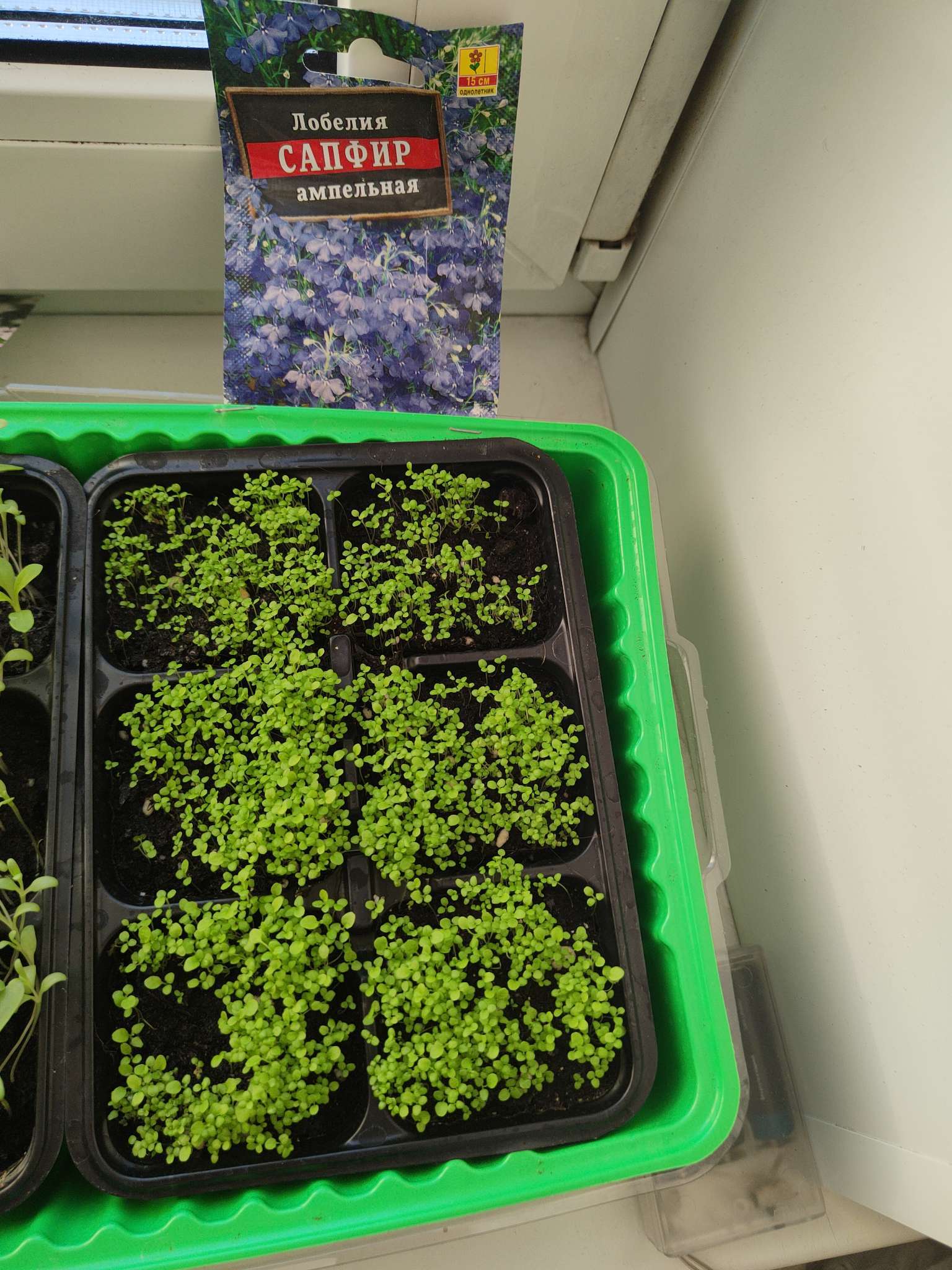 Фотография покупателя товара Семена  цветов Лобелия "Сапфир" ампельная, О, 0,05 г - Фото 1