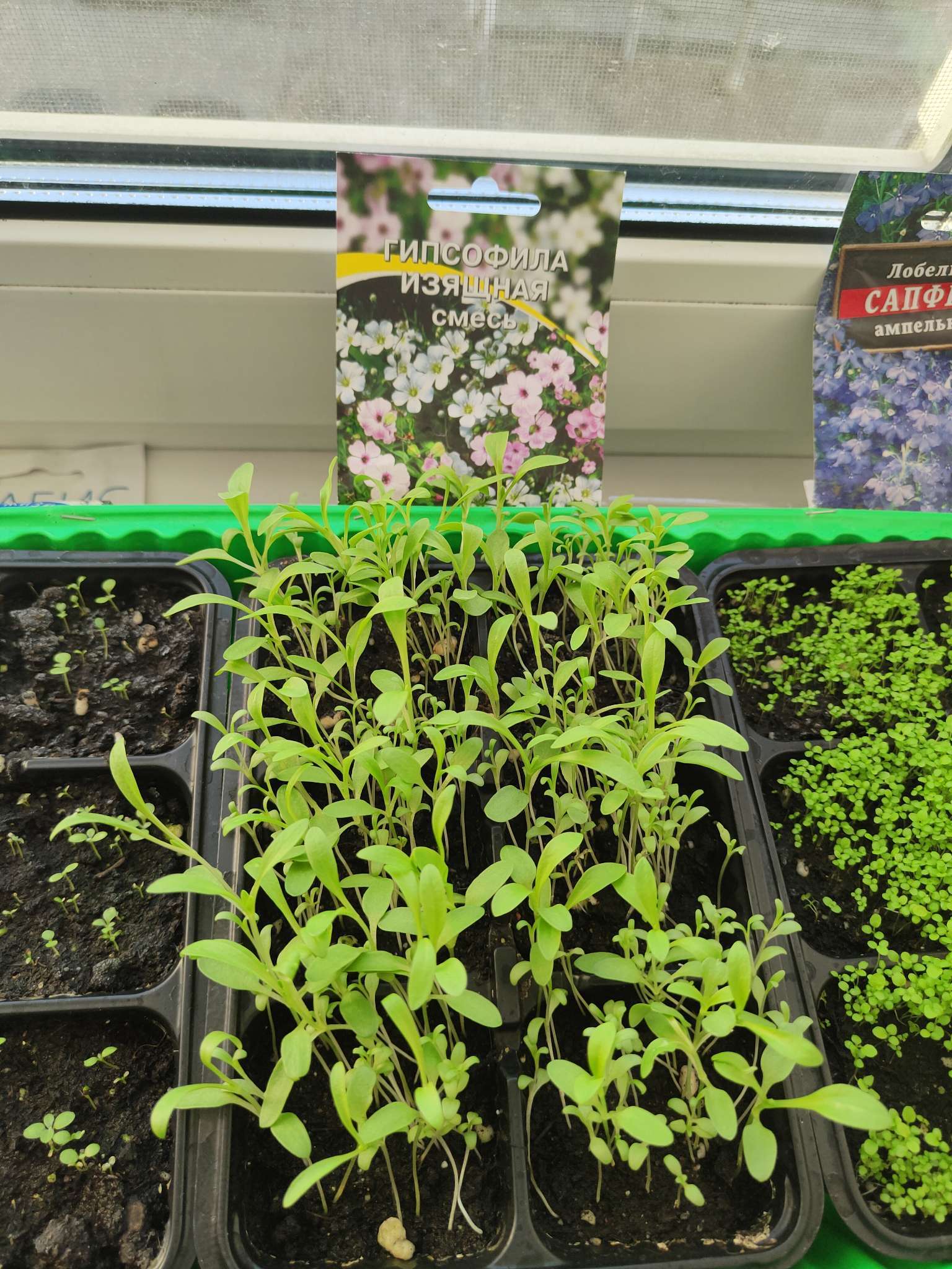 Фотография покупателя товара Семена цветов Гипсофила "Изящная", смесь окрасок, О, 0,1 г - Фото 2