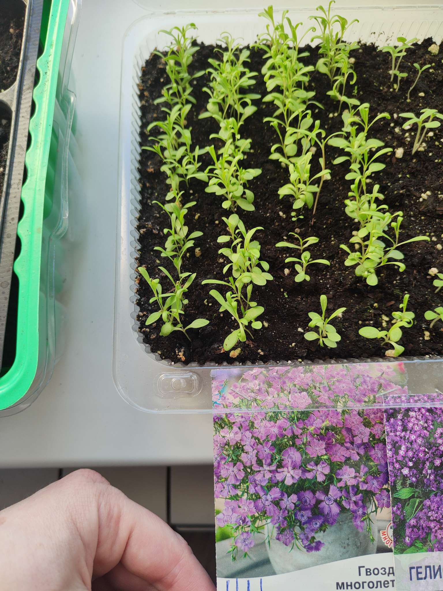 Фотография покупателя товара Семена цветов Гвоздика многолетняя лавандовая, 0,05 г - Фото 2