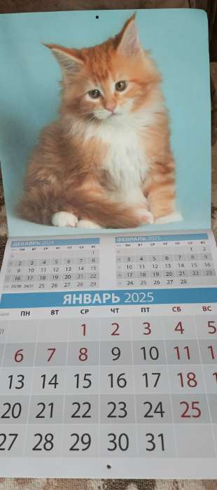 Фотография покупателя товара Календарь перекидной на скрепке «Котята» 2025 год, 12 листов, 29×29 см - Фото 2