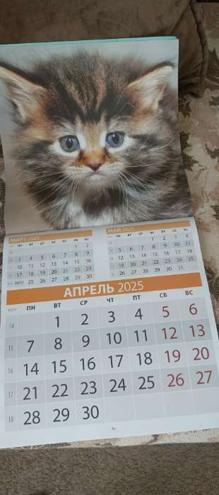 Фотография покупателя товара Календарь перекидной на скрепке «Котята» 2025 год, 12 листов, 29×29 см - Фото 3