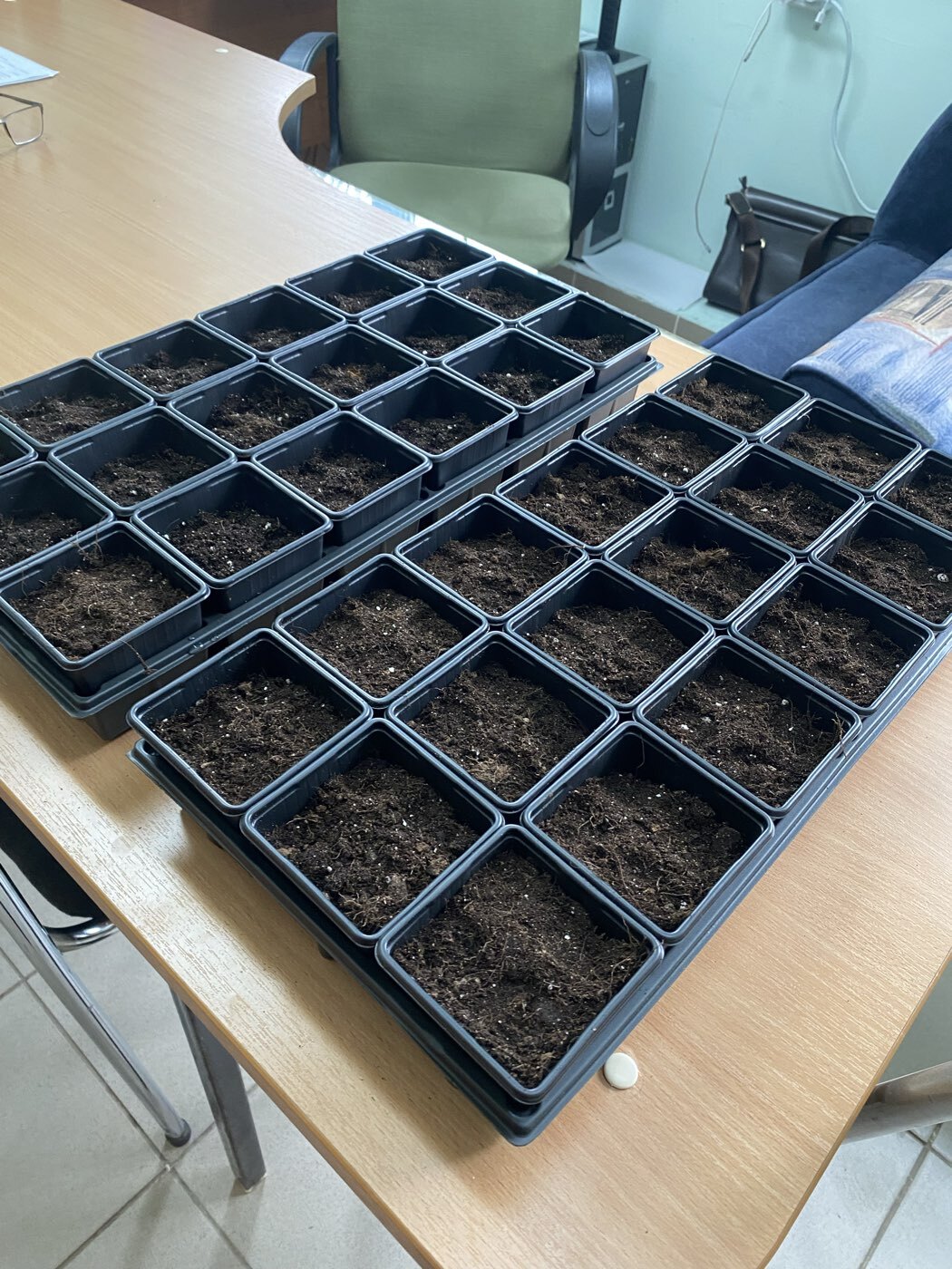 Фотография покупателя товара Набор для рассады: стаканы по 320 мл (18 шт.), поддон 51×26 см, Greengo - Фото 1