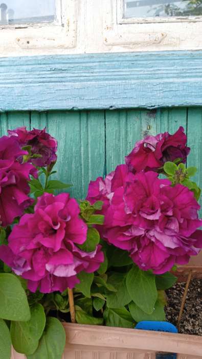 Фотография покупателя товара Семена Петуния "Глориза", смесь, драже, 10 шт - Фото 6