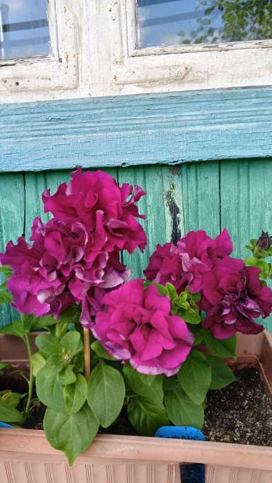 Фотография покупателя товара Семена Петуния "Глориза", смесь, драже, 10 шт - Фото 5