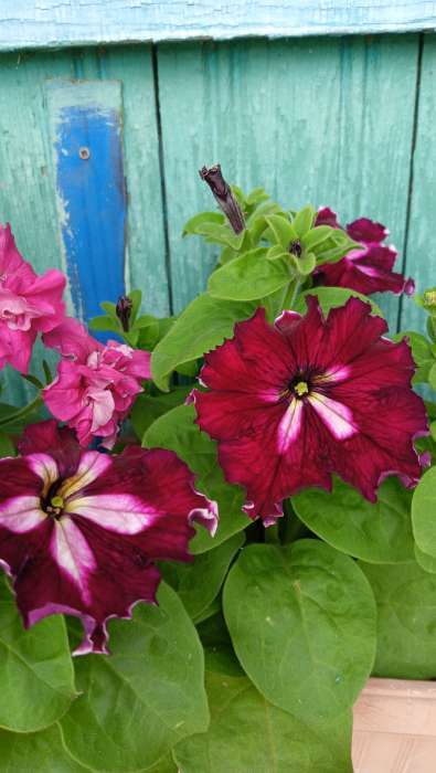 Фотография покупателя товара Семена цветов Петуния "Кан Кан Арлекин", бургунди, Сем. Алт, ц/п, 5 шт - Фото 4