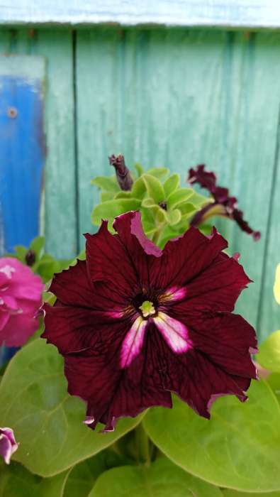 Фотография покупателя товара Семена цветов Петуния "Кан Кан Арлекин", бургунди, Сем. Алт, ц/п, 5 шт - Фото 3