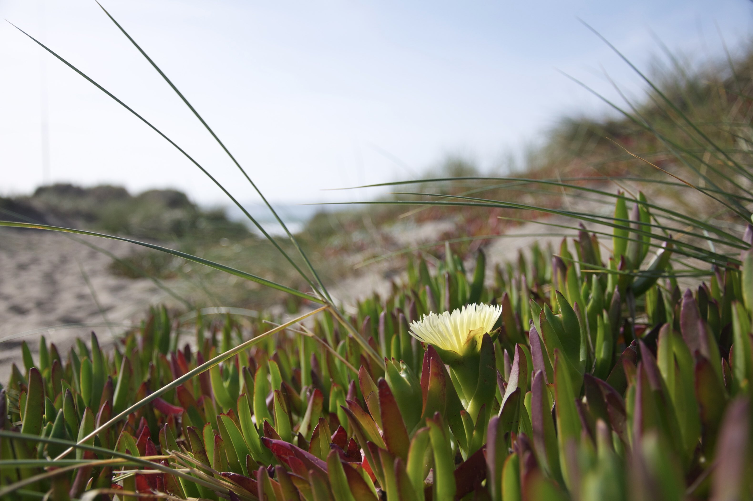Фотография покупателя товара Поднос пластиковый SparkPlast, 43×31.2×2.3 см, прямоугольный, мрамор - Фото 6