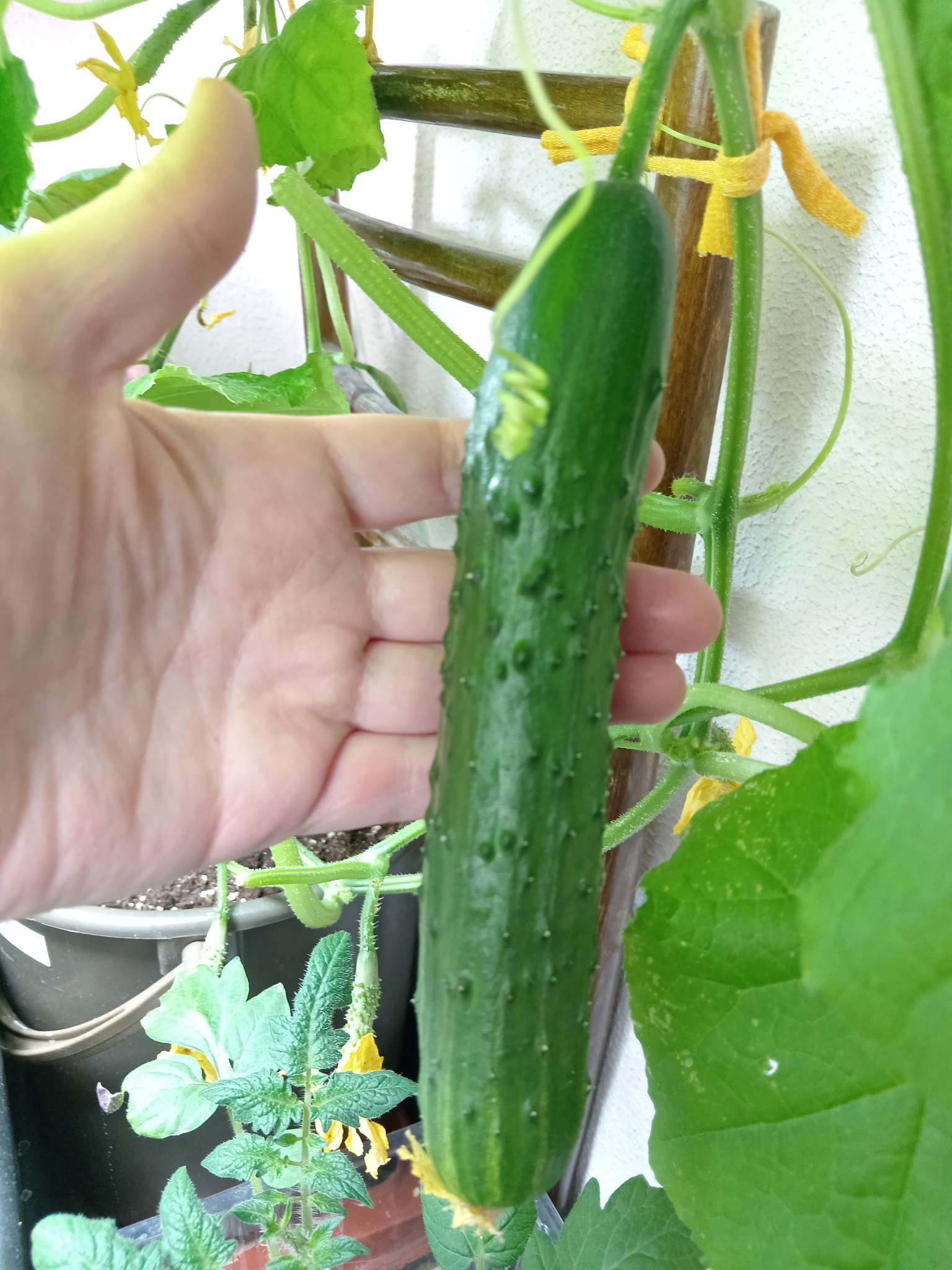 Фотография покупателя товара Семена Огурец «Мурашка», F1, корнишон, скороспелый, партенокарпический, 10 шт., «Гавриш» - Фото 1