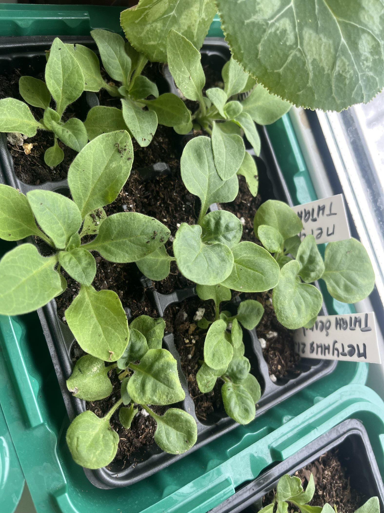 Фотография покупателя товара Семена цветов Петуния "Титан Белый", ц/п,   бахромчатая, серия Русский богатырь,  7 шт - Фото 10