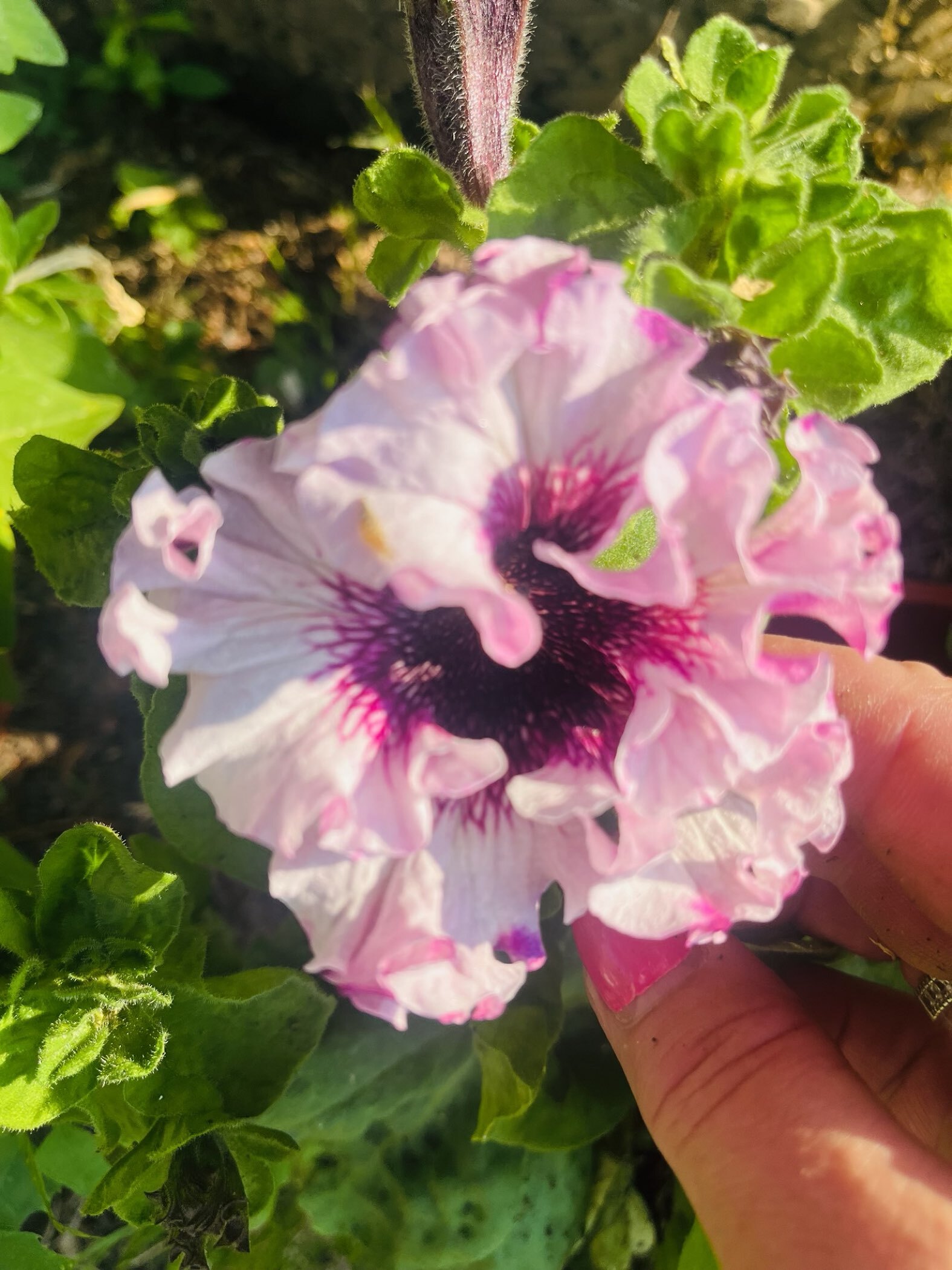 Фотография покупателя товара Семена цветов Петуния "Титан Белый", ц/п,   бахромчатая, серия Русский богатырь,  7 шт - Фото 3