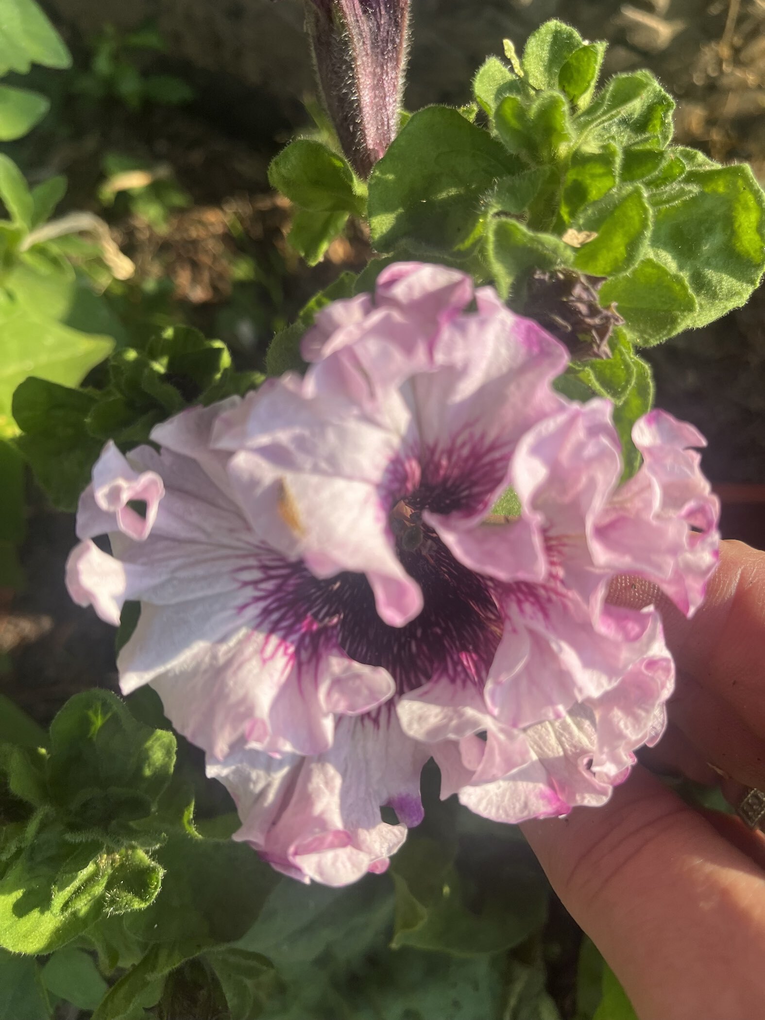 Фотография покупателя товара Семена цветов Петуния "Титан Белый", ц/п,   бахромчатая, серия Русский богатырь,  7 шт - Фото 4