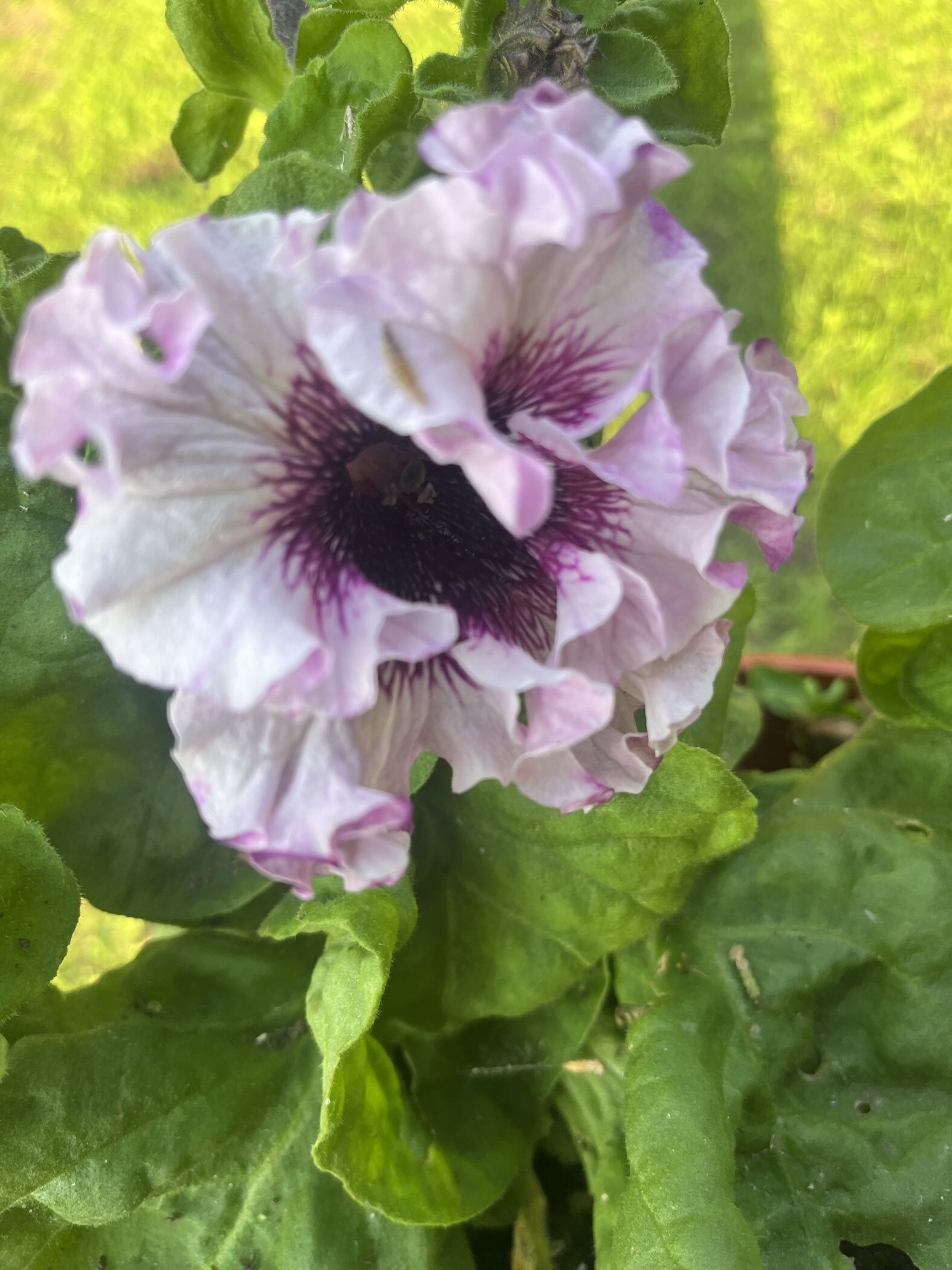 Фотография покупателя товара Семена цветов Петуния "Титан Белый", ц/п,   бахромчатая, серия Русский богатырь,  7 шт - Фото 5