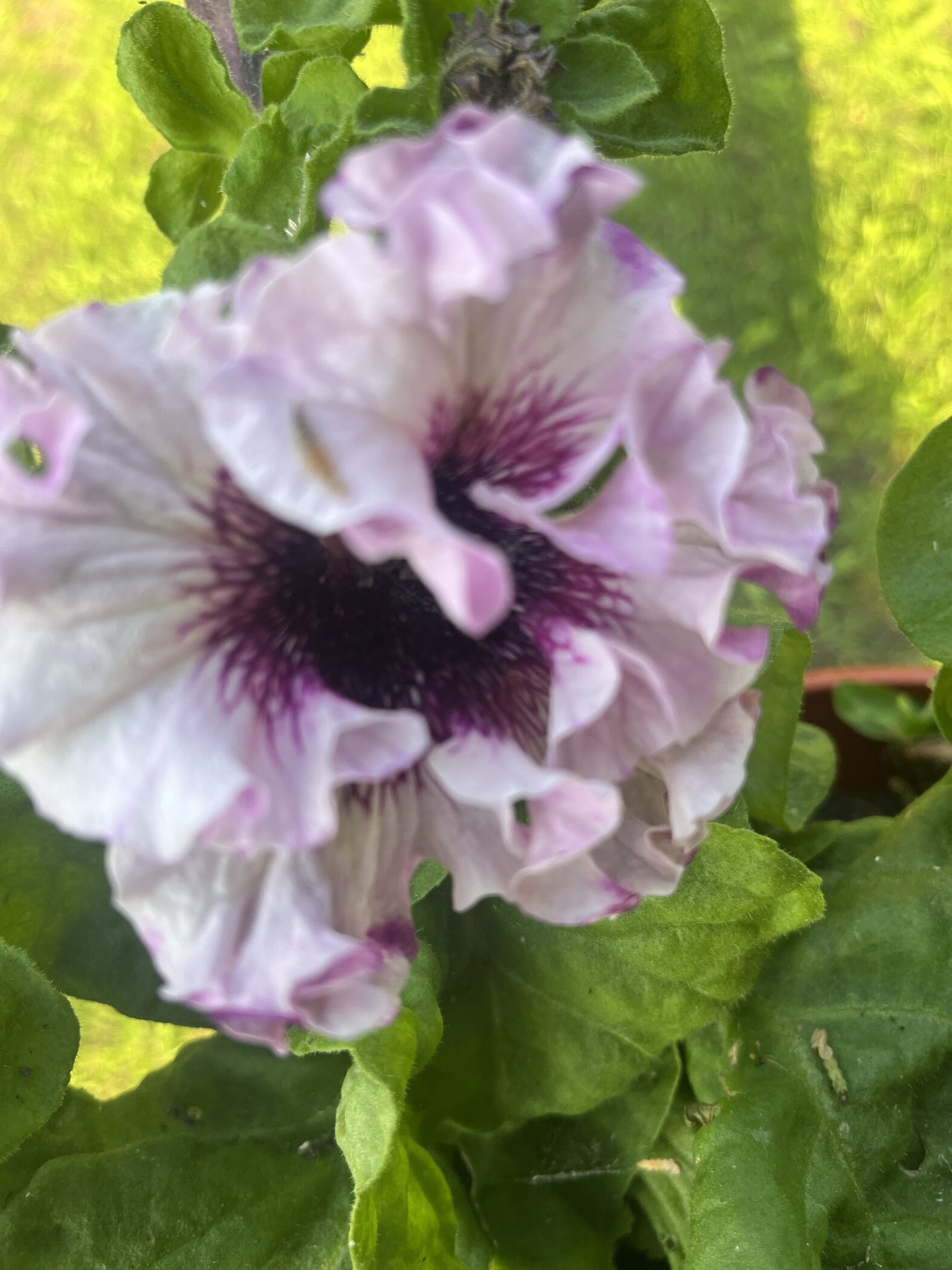 Фотография покупателя товара Семена цветов Петуния "Титан Белый", ц/п,   бахромчатая, серия Русский богатырь,  7 шт - Фото 6