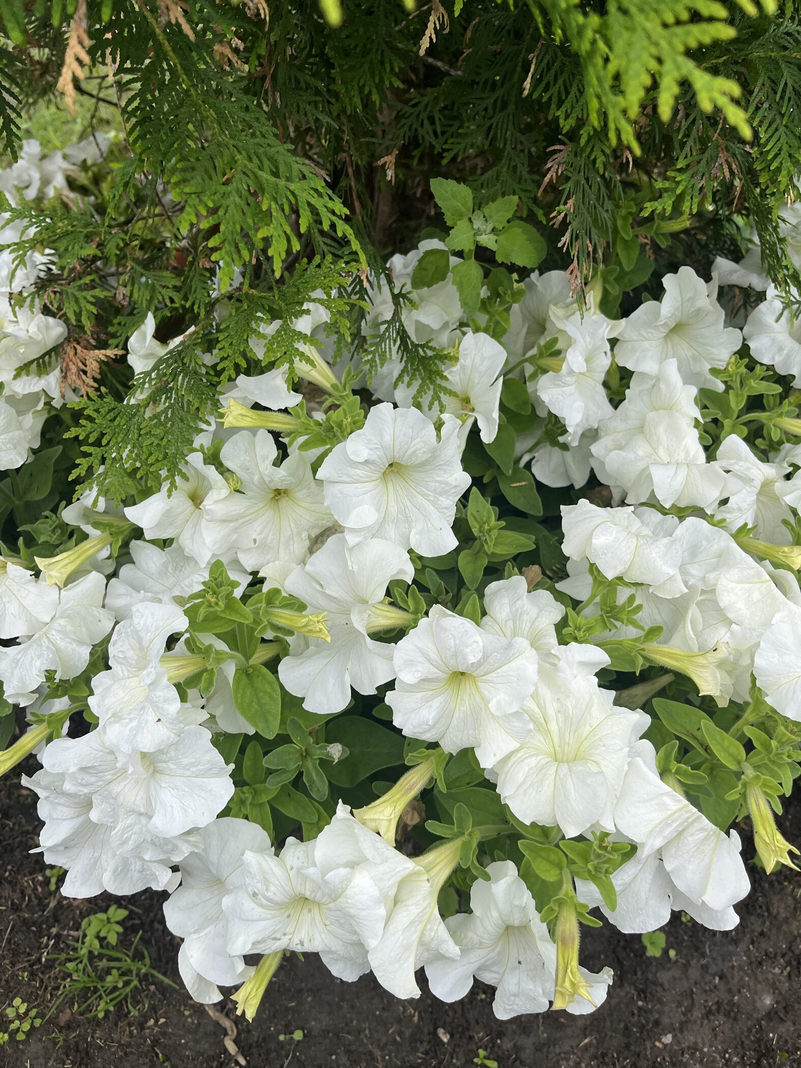 Фотография покупателя товара Семена цветов Петуния "Титан Белый", ц/п,   бахромчатая, серия Русский богатырь,  7 шт - Фото 7