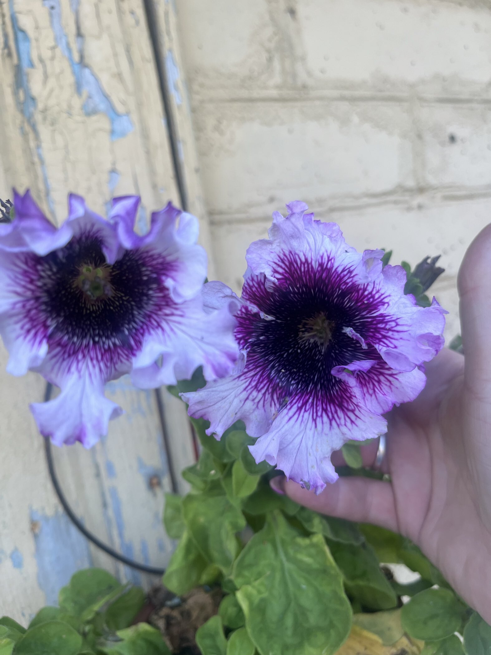 Фотография покупателя товара Семена цветов Петуния "Титан Белый", ц/п,   бахромчатая, серия Русский богатырь,  7 шт - Фото 9