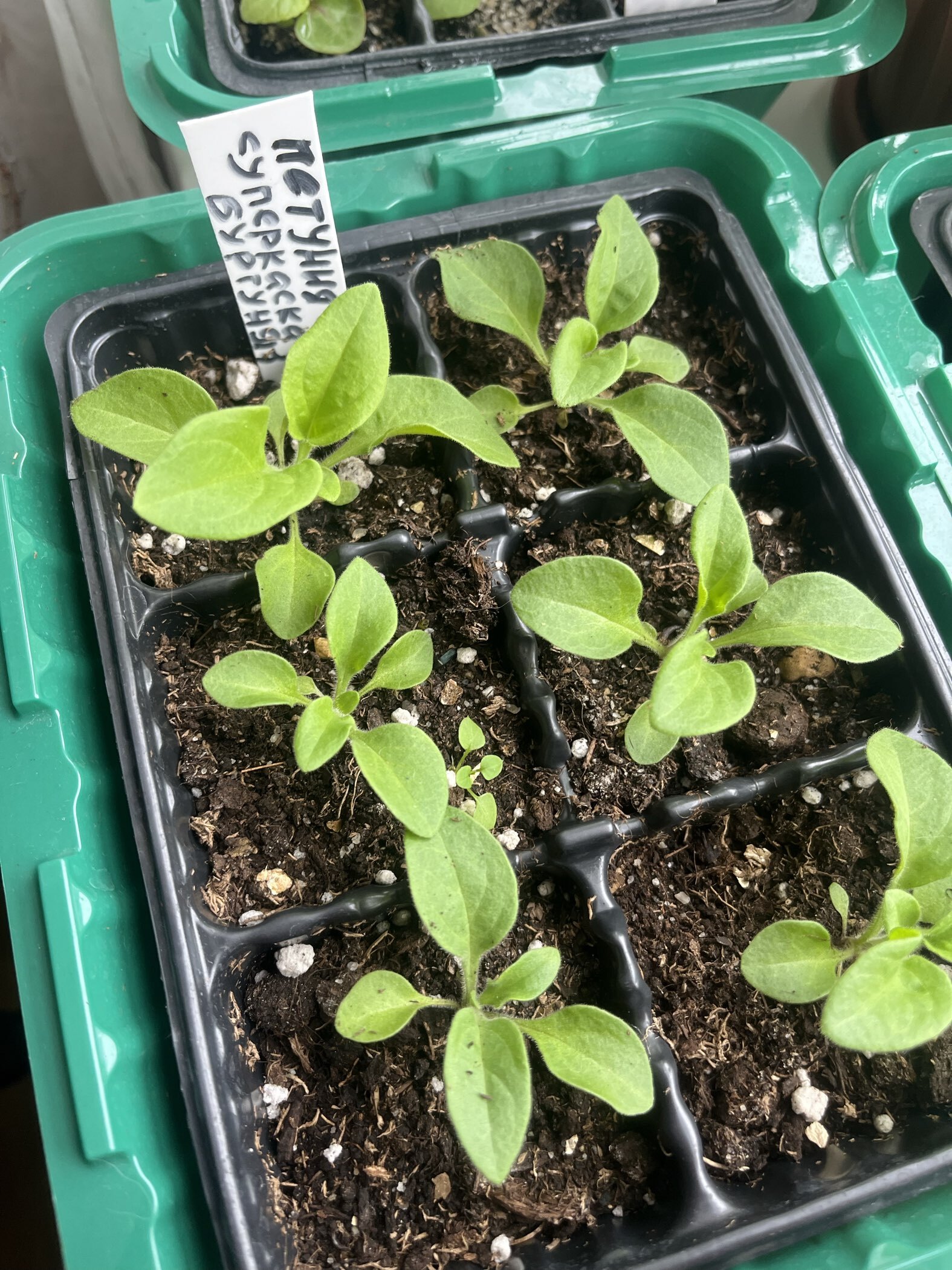 Фотография покупателя товара Семена цветов  Петуния Суперкаскадная "Бургунди", ц/п,  F1, 7 шт - Фото 7