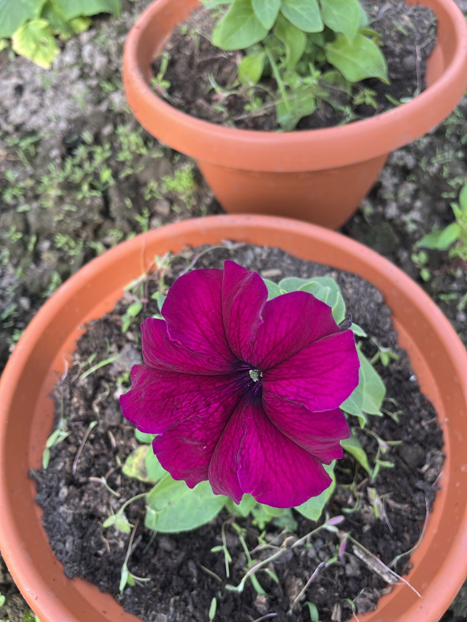 Фотография покупателя товара Семена цветов  Петуния Суперкаскадная "Бургунди", ц/п,  F1, 7 шт - Фото 8