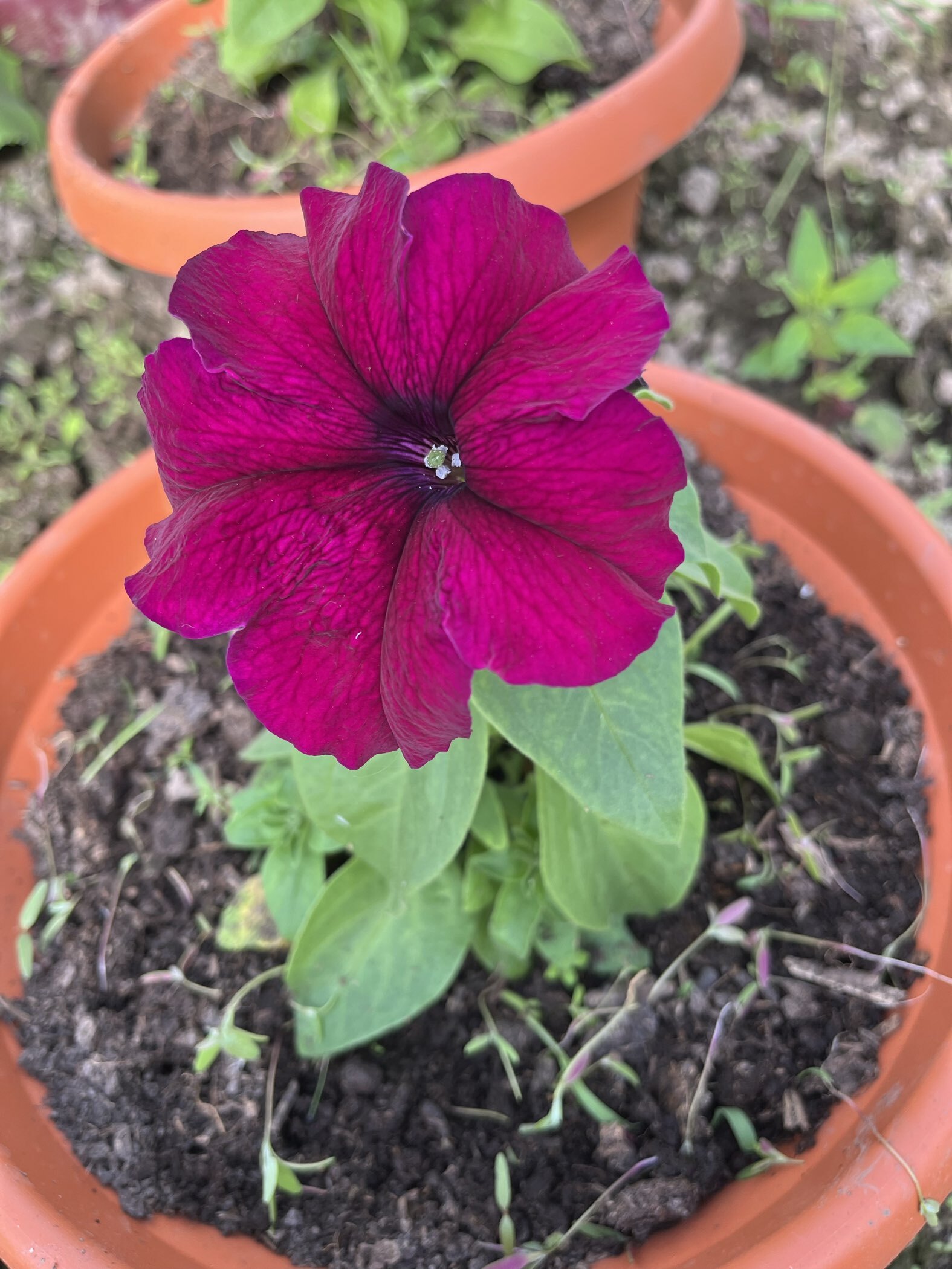 Фотография покупателя товара Семена цветов  Петуния Суперкаскадная "Бургунди", ц/п,  F1, 7 шт - Фото 6