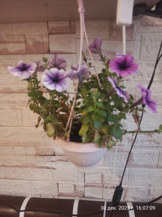 Фотография покупателя товара Семена цветов Петуния «Варвара Краса F1» многоцветковая, однолетник, 7 шт. - Фото 12