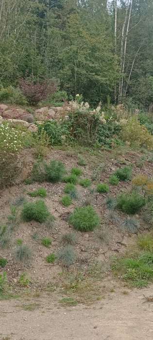 Фотография покупателя товара Семена Тимьян (чабрец) «Лимонный», пряность, 0.2 г, «Аэлита» - Фото 1